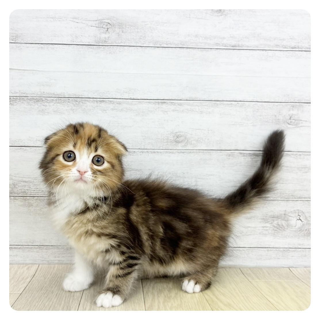 愛知県のスコティッシュフォールド (犬の家＆猫の里豊田店/2026年3月5日生まれ/女の子/ブラウンパッチドタビーホワイト)の子猫の4枚目の画像