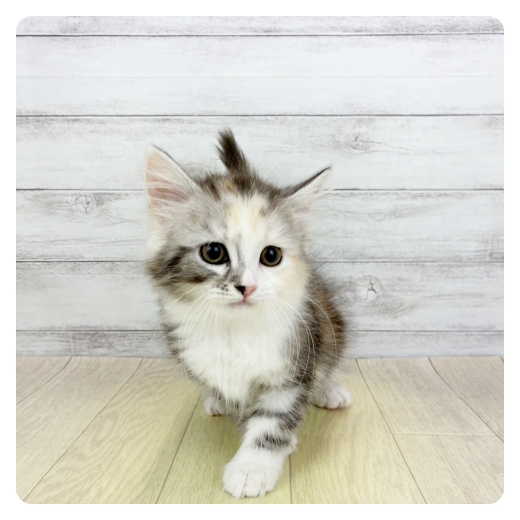 愛知県のスコティッシュフォールド (犬の家＆猫の里安城店/2026年3月5日生まれ/女の子/シルバーパッチドタビーホワイト)の子猫