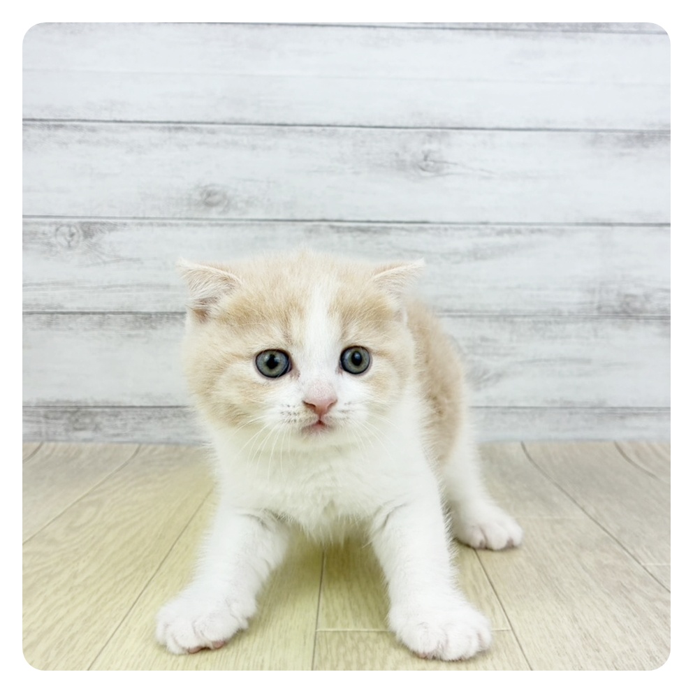 愛知県のスコティッシュフォールド (犬の家＆猫の里春日井本店/2026年3月7日生まれ/男の子/クリームタビーホワイト)の子猫