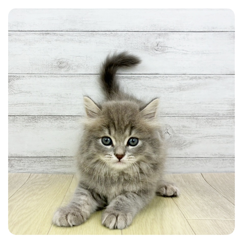 愛知県のマンチカン (犬の家＆猫の里春日井本店/2026年3月7日生まれ/男の子/ブルータビー)の子猫