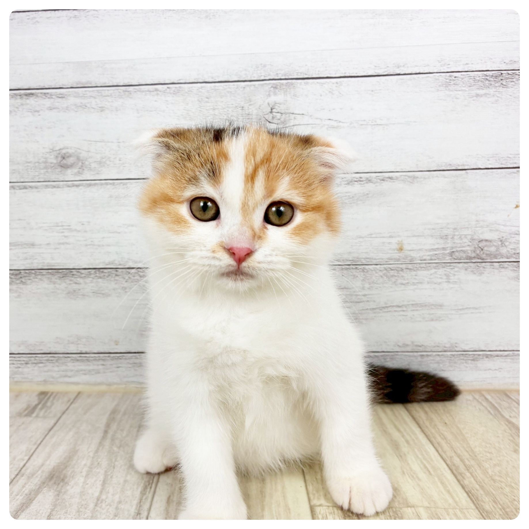 兵庫県のスコティッシュフォールド (犬の家＆猫の里川西店/2026年2月12日生まれ/女の子/ブラウンパッチドタビーホワイト)の子猫