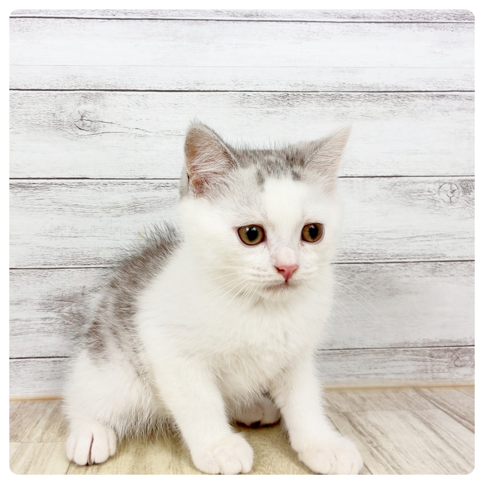 富山県のミヌエット (犬の家＆猫の里アミーゴ高岡蓮花寺店/2026年2月20日生まれ/男の子/シルバータビーホワイト)の子猫
