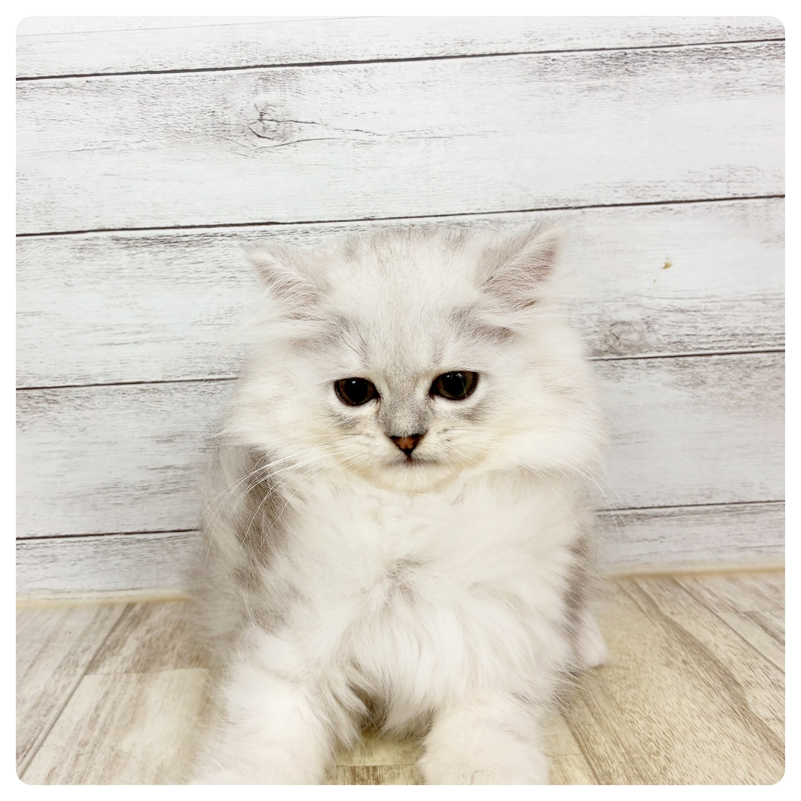 愛知県のミヌエット (犬の家＆猫の里春日井本店/2026年2月20日生まれ/女の子/チンチラシルバー)の子猫