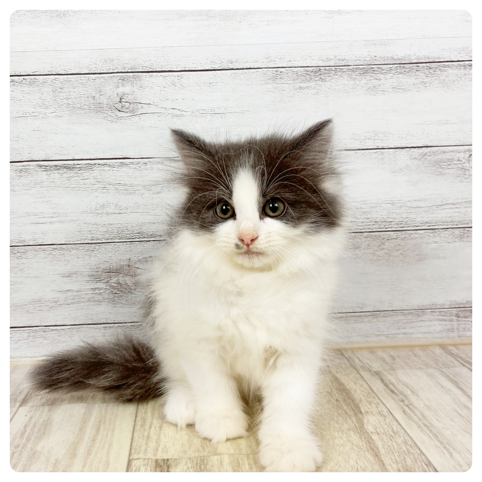 富山県のノルウェージャンフォレストキャット (犬の家＆猫の里富山店/2026年3月2日生まれ/女の子/ブルーホワイト)の子猫