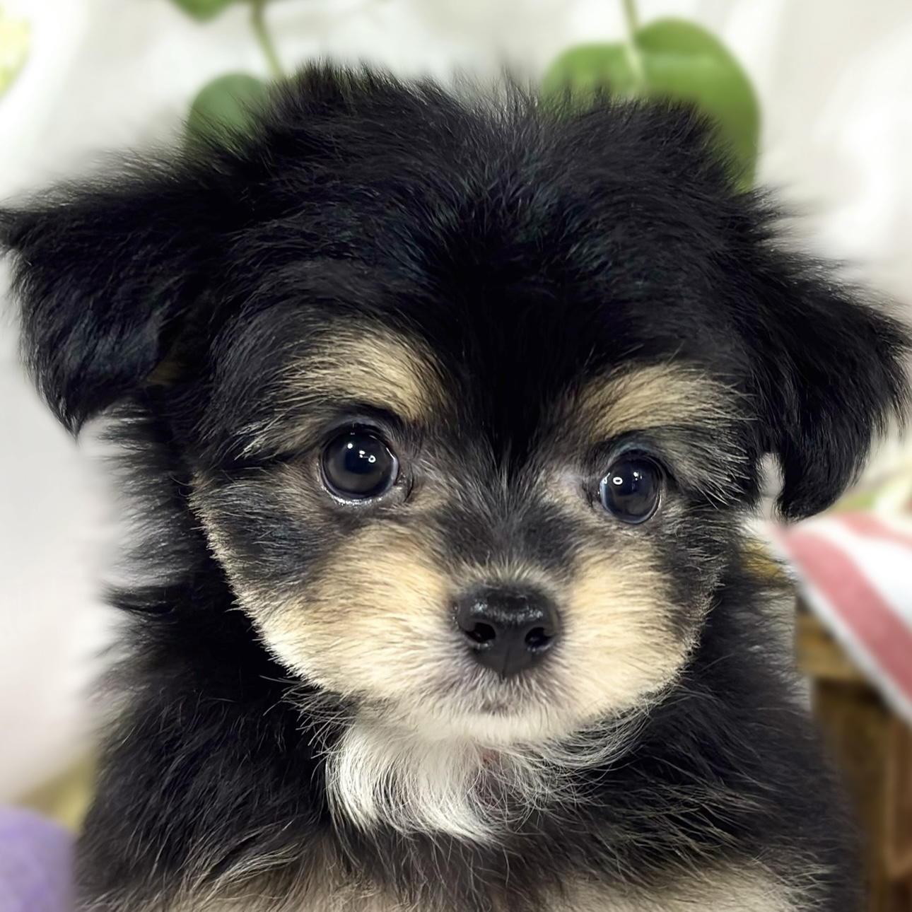 愛知県のチワマル/マルチワ(チワワ×マルチーズ) (犬の家＆猫の里安城店/2026年3月2日生まれ/男の子/ブラックタン)の子犬