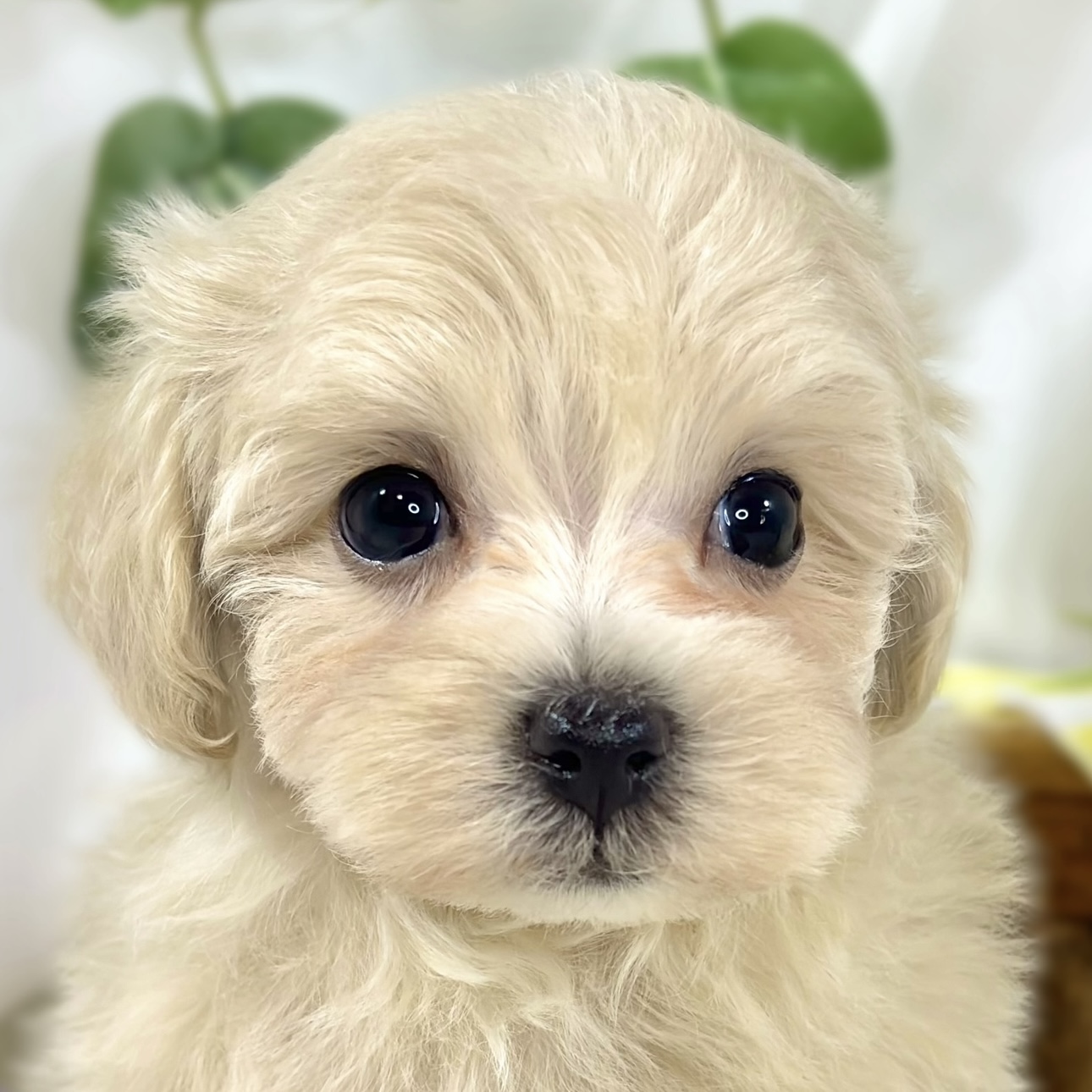 愛知県のマルプー(マルチーズ×プードル) (犬の家＆猫の里春日井本店/2026年3月6日生まれ/男の子/クリームホワイト)の子犬