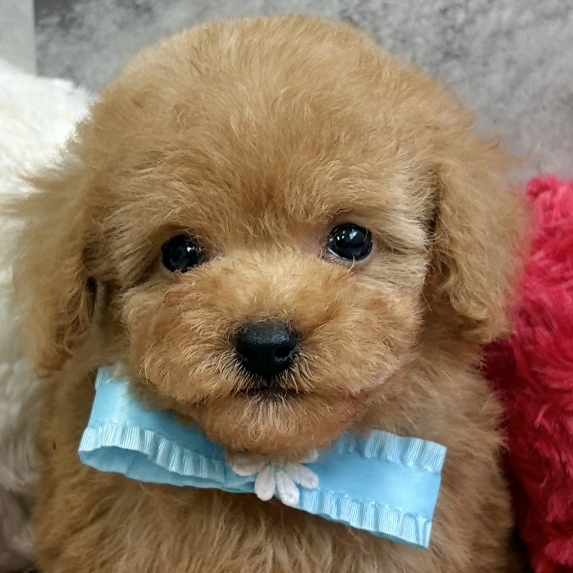 岐阜県のトイプードル(タイニー) (犬の家＆猫の里中津川店/2026年3月7日生まれ/男の子/オレンジフォーン)の子犬