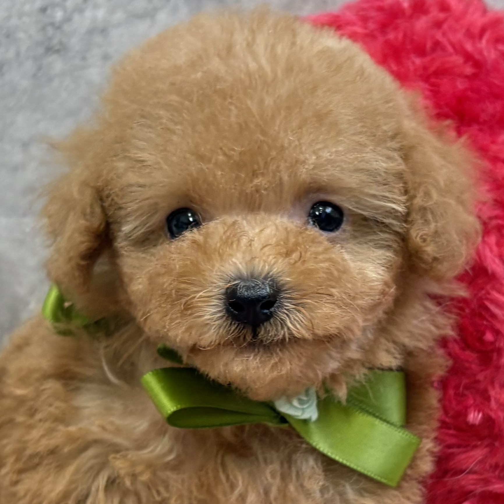 愛知県のトイプードル(タイニー) (犬の家＆猫の里一宮店/2026年3月7日生まれ/女の子/オレンジフォーン)の子犬