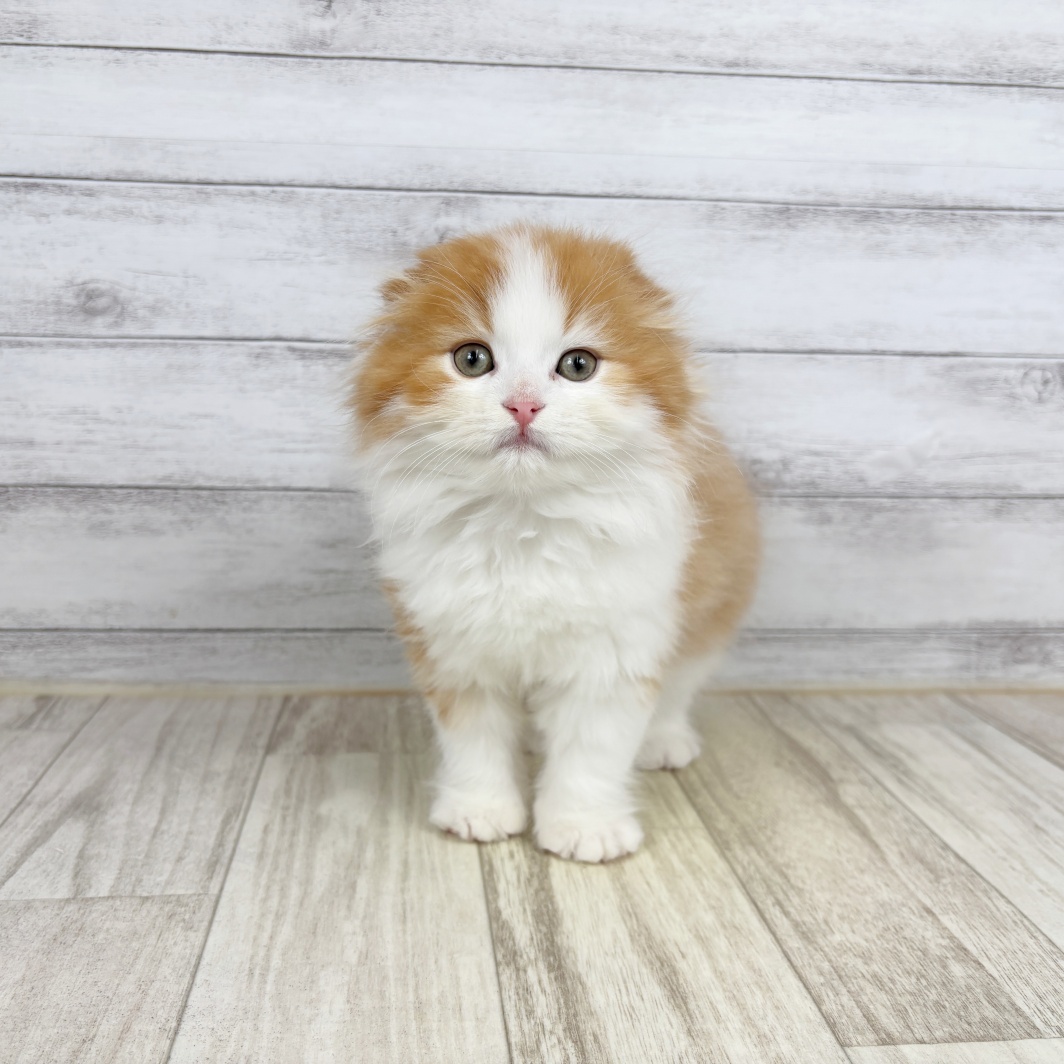兵庫県のスコティッシュフォールド (犬の家＆猫の里川西店/2026年2月22日生まれ/男の子/レッドタビーホワイト)の子猫