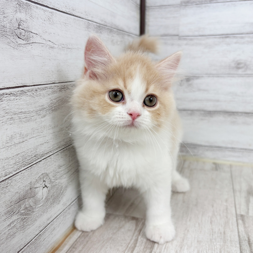 富山県のスコティッシュストレート (犬の家＆猫の里富山店/2026年3月7日生まれ/男の子/クリームタビーホワイト)の子猫