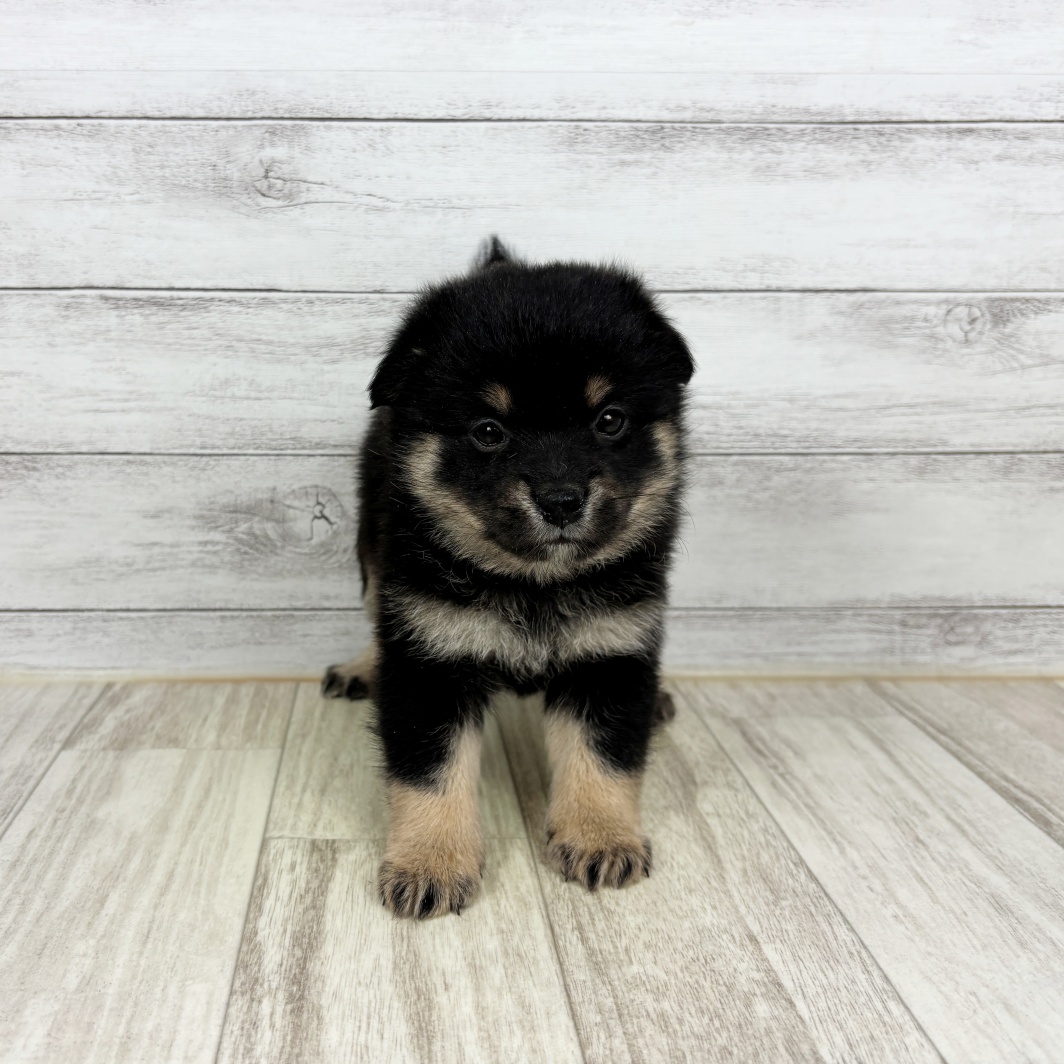 兵庫県のポメ柴/豆ポメ/ポメ豆柴(ポメラニアン×柴犬) (犬の家＆猫の里川西店/2026年3月6日生まれ/女の子/ブラックタン)の子犬