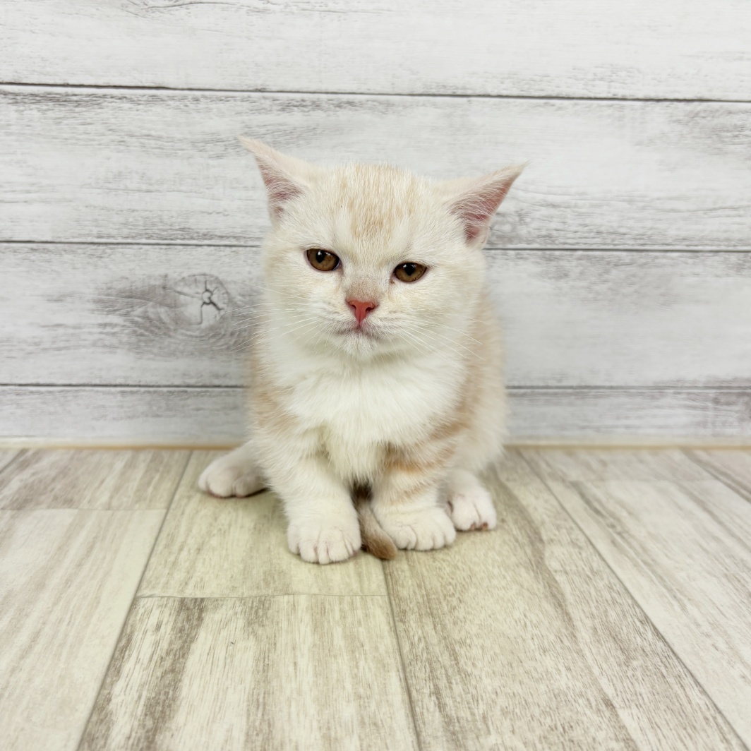富山県のマンチカン (犬の家＆猫の里アミーゴ山室店/2026年3月5日生まれ/女の子/クリームタビーホワイト)の子猫