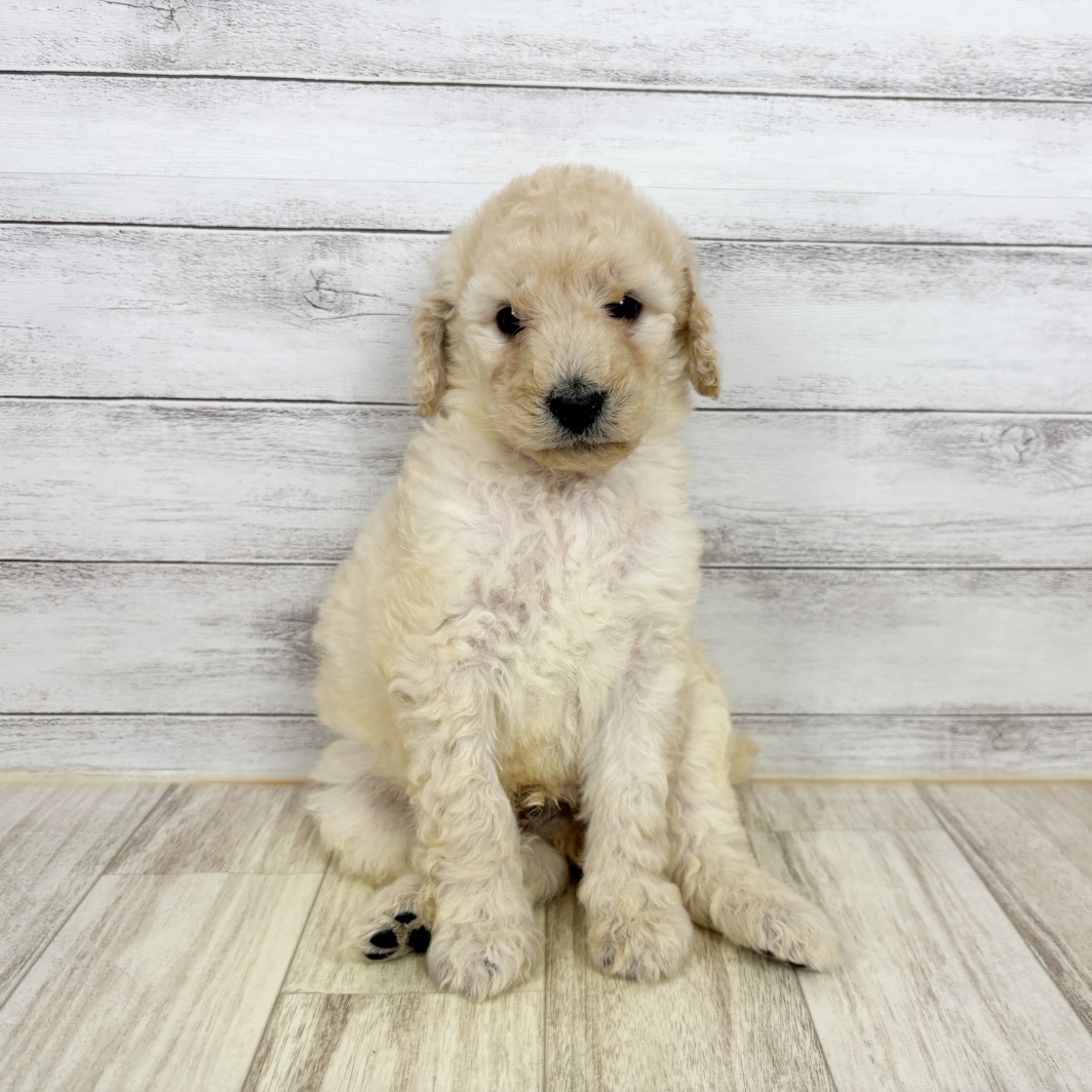 兵庫県のスタンダードプードル (犬の家＆猫の里ゆめタウン姫路店/2026年3月6日生まれ/男の子/ペールフォーン)の子犬