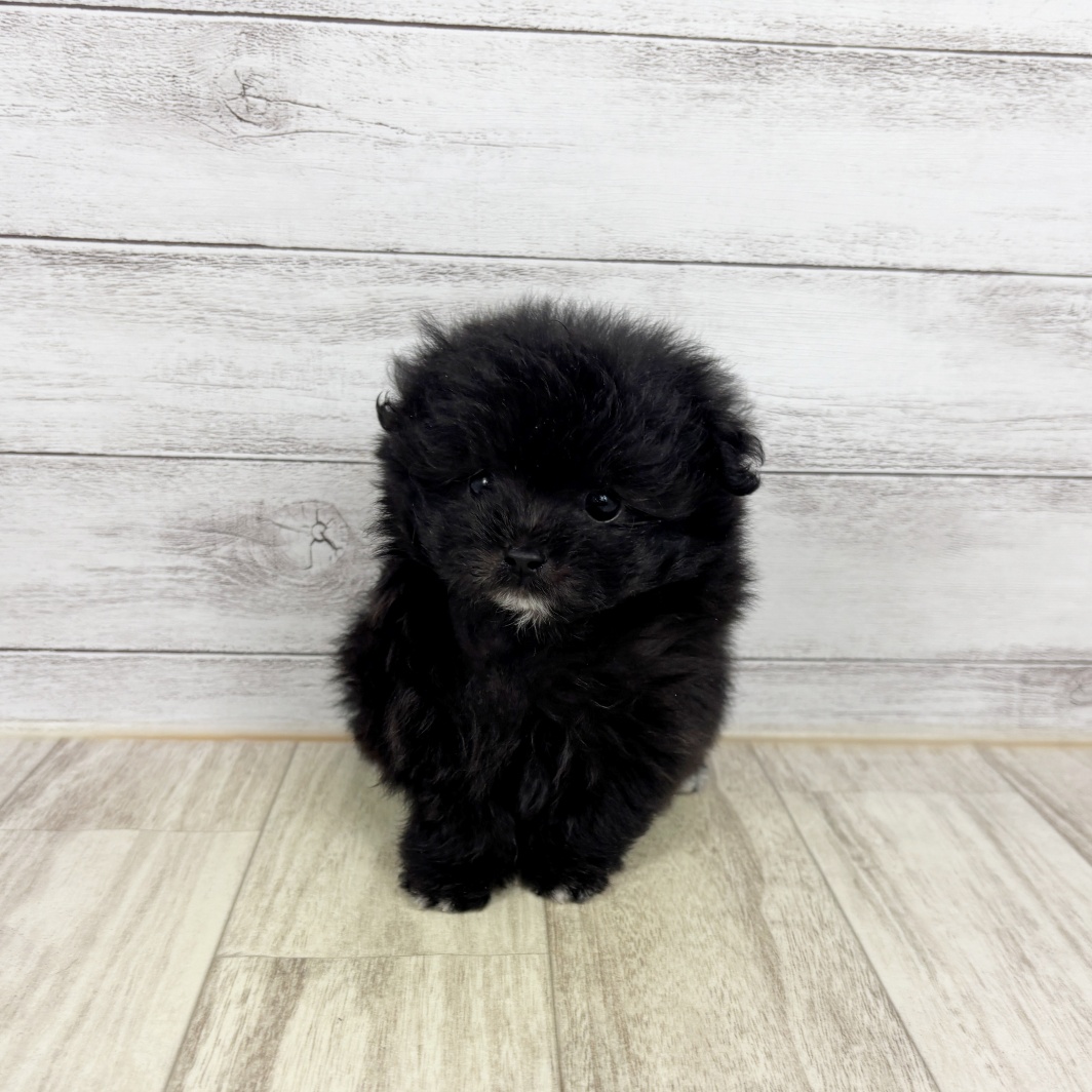 兵庫県のポメプー(ポメラニアン×プードル) (犬の家＆猫の里川西店/2026年3月6日生まれ/男の子/シルバー)の子犬