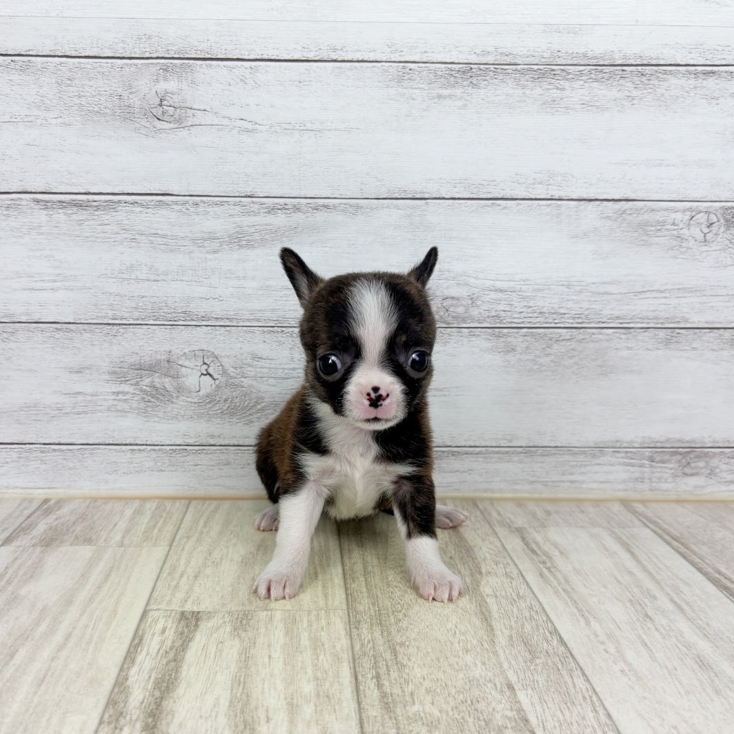 兵庫県のハーフ犬・ミックス犬 (犬の家＆猫の里川西店/2026年3月8日生まれ/女の子/ブリンドルホワイト)の子犬