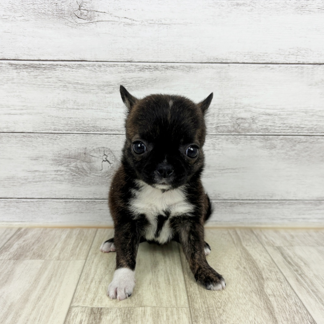 兵庫県のハーフ犬・ミックス犬 (犬の家＆猫の里川西店/2026年3月8日生まれ/女の子/ブリンドルホワイト)の子犬