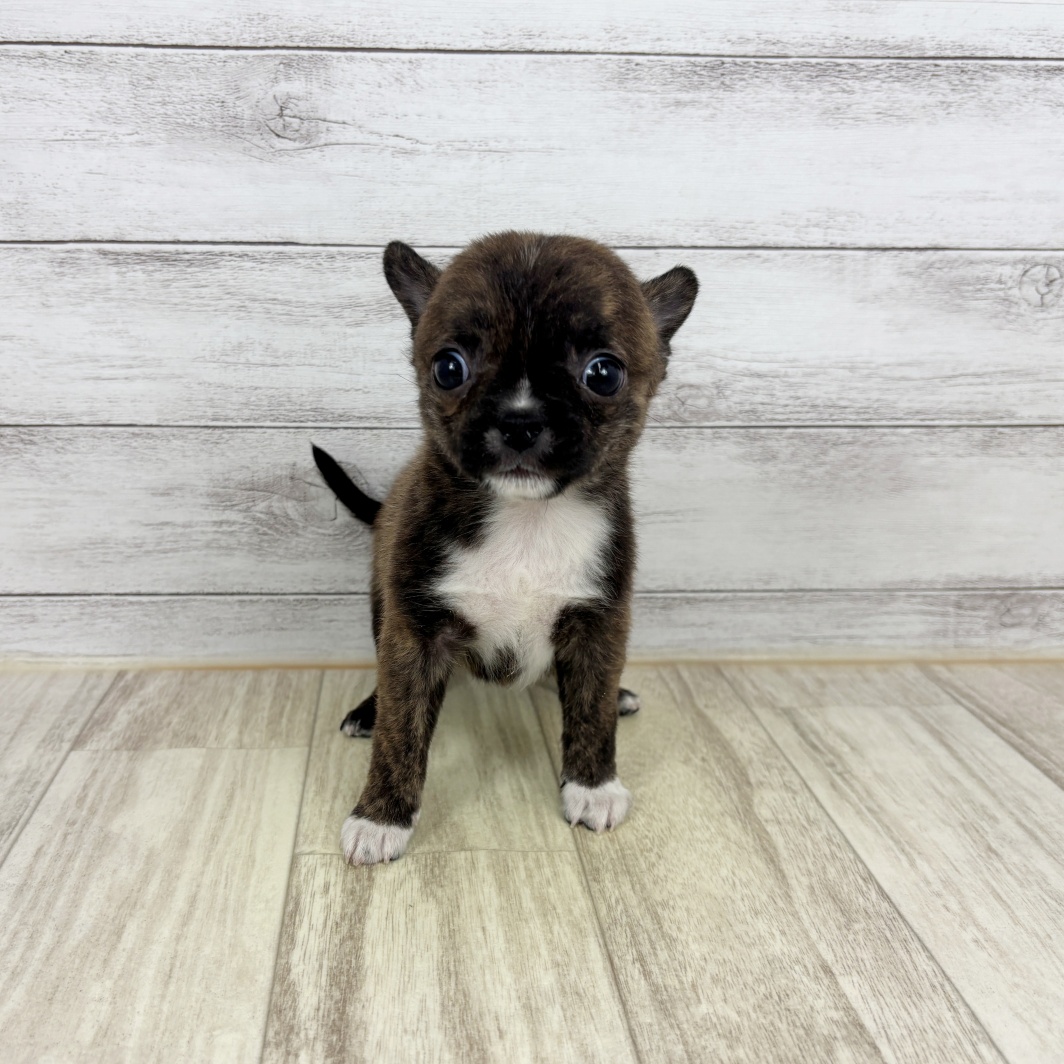 兵庫県のハーフ犬・ミックス犬 (犬の家＆猫の里川西店/2026年3月8日生まれ/男の子/ブリンドルホワイト)の子犬