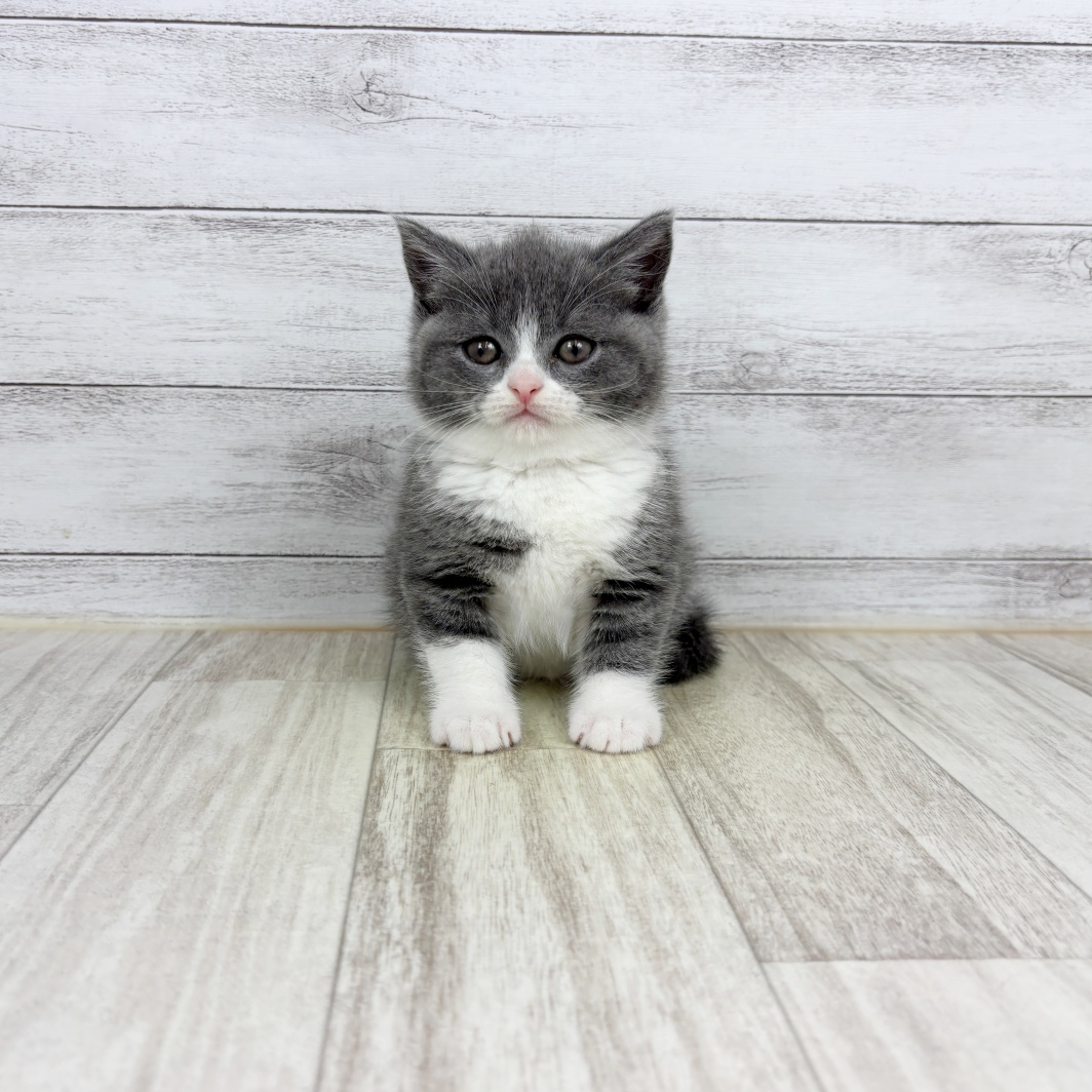 兵庫県のブリティッシュショートヘアー (犬の家＆猫の里ゆめタウン姫路店/2026年3月7日生まれ/女の子/ブルーホワイト)の子猫