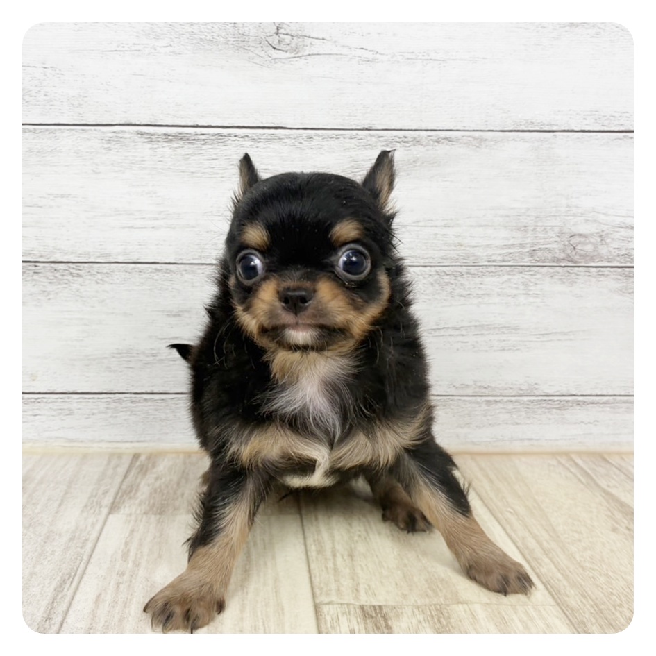 兵庫県のチワワ(ロング) (犬の家＆猫の里川西店/2026年3月6日生まれ/男の子/ブラックタン)の子犬の2枚目の画像
