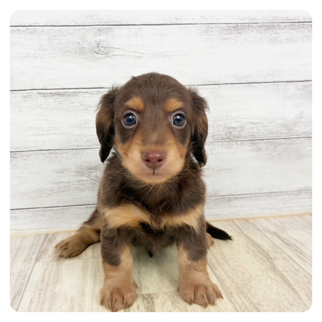 兵庫県のカニンヘンダックスフンド(ロング) (犬の家＆猫の里川西店/2026年3月8日生まれ/男の子/チョコレートタン)の子犬
