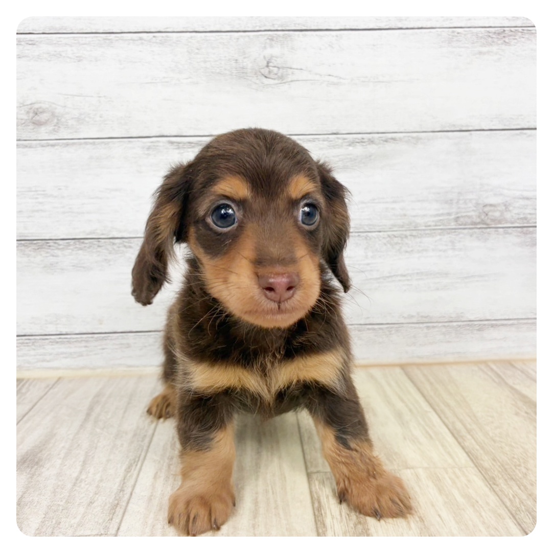 愛知県のカニンヘンダックスフンド(ロング) (犬の家＆猫の里春日井本店/2026年3月8日生まれ/男の子/チョコレートタン)の子犬