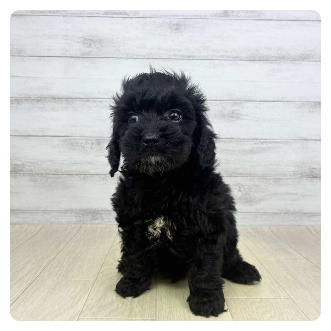 愛知県のコッカプー(アメリカンコッカースパニエル×プードル) (犬の家＆猫の里春日井本店/2026年3月5日生まれ/男の子/ブラック)の子犬