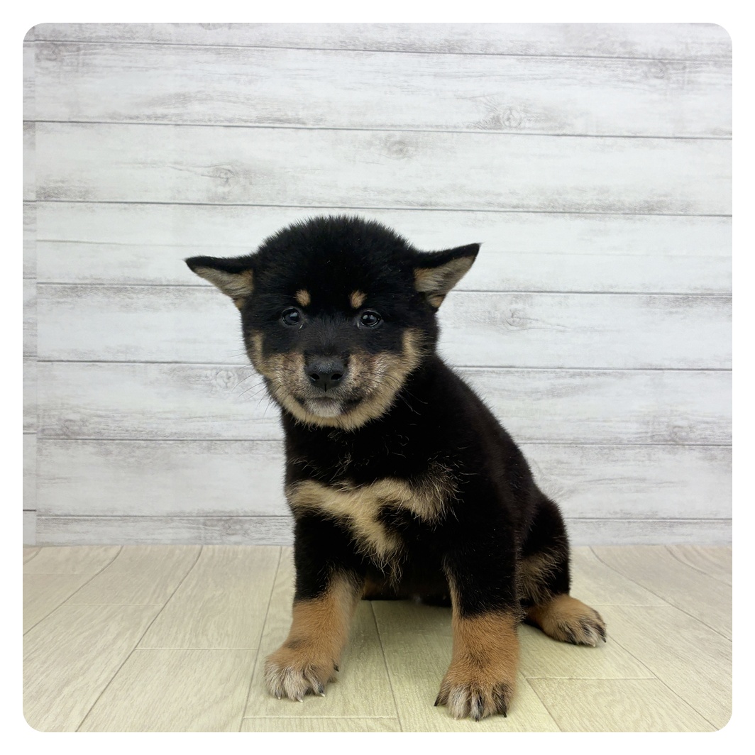 愛知県の柴犬(標準サイズ) (犬の家＆猫の里安城店/2026年3月8日生まれ/女の子/黒)の子犬