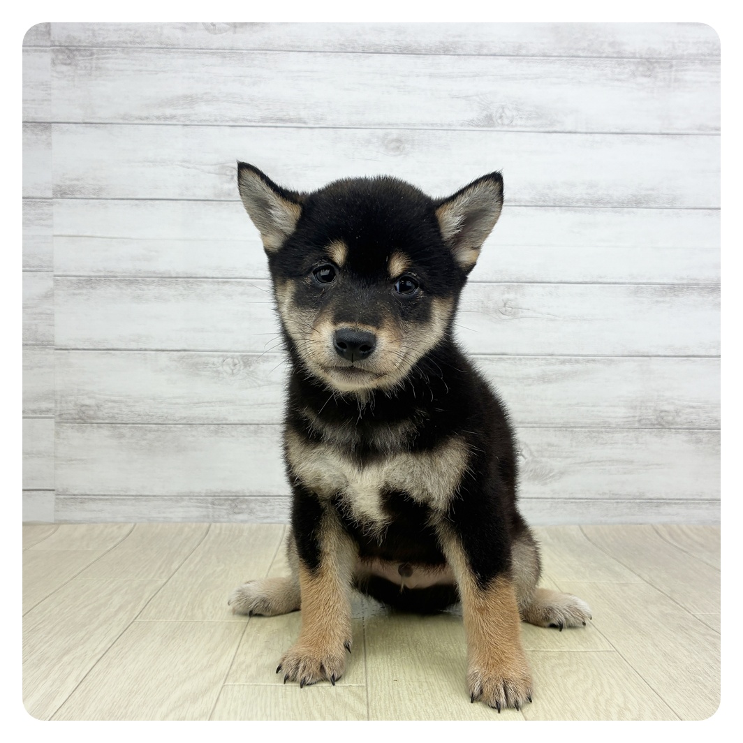 愛知県の柴犬(標準サイズ) (犬の家＆猫の里MiO香久山店/2026年3月8日生まれ/男の子/黒)の子犬