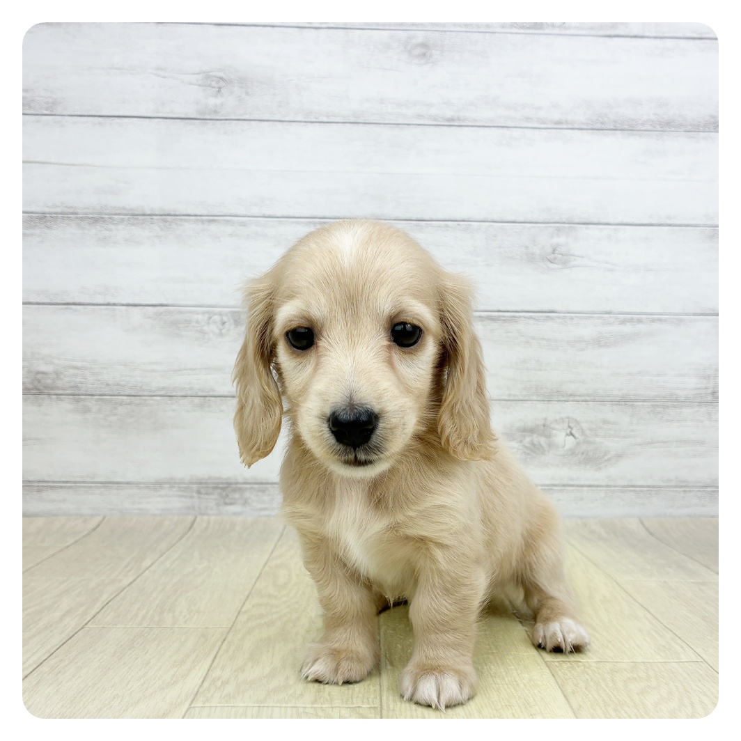 愛知県のミニチュアダックスフンド(ロング) (犬の家＆猫の里アミーゴ神の倉店/2026年3月6日生まれ/女の子/イエロー)の子犬