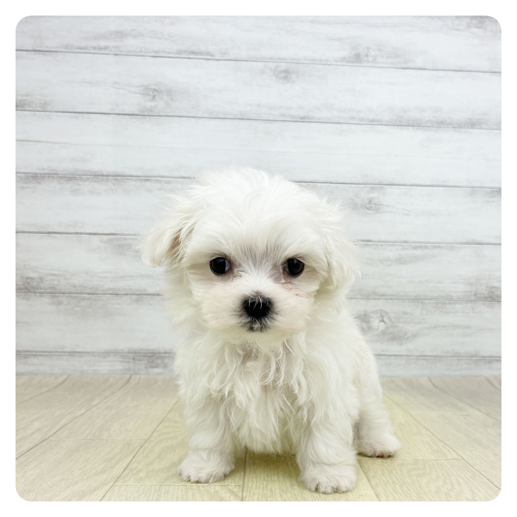 愛知県のマルチーズ (犬の家＆猫の里春日井本店/2026年3月8日生まれ/男の子/ホワイト)の子犬