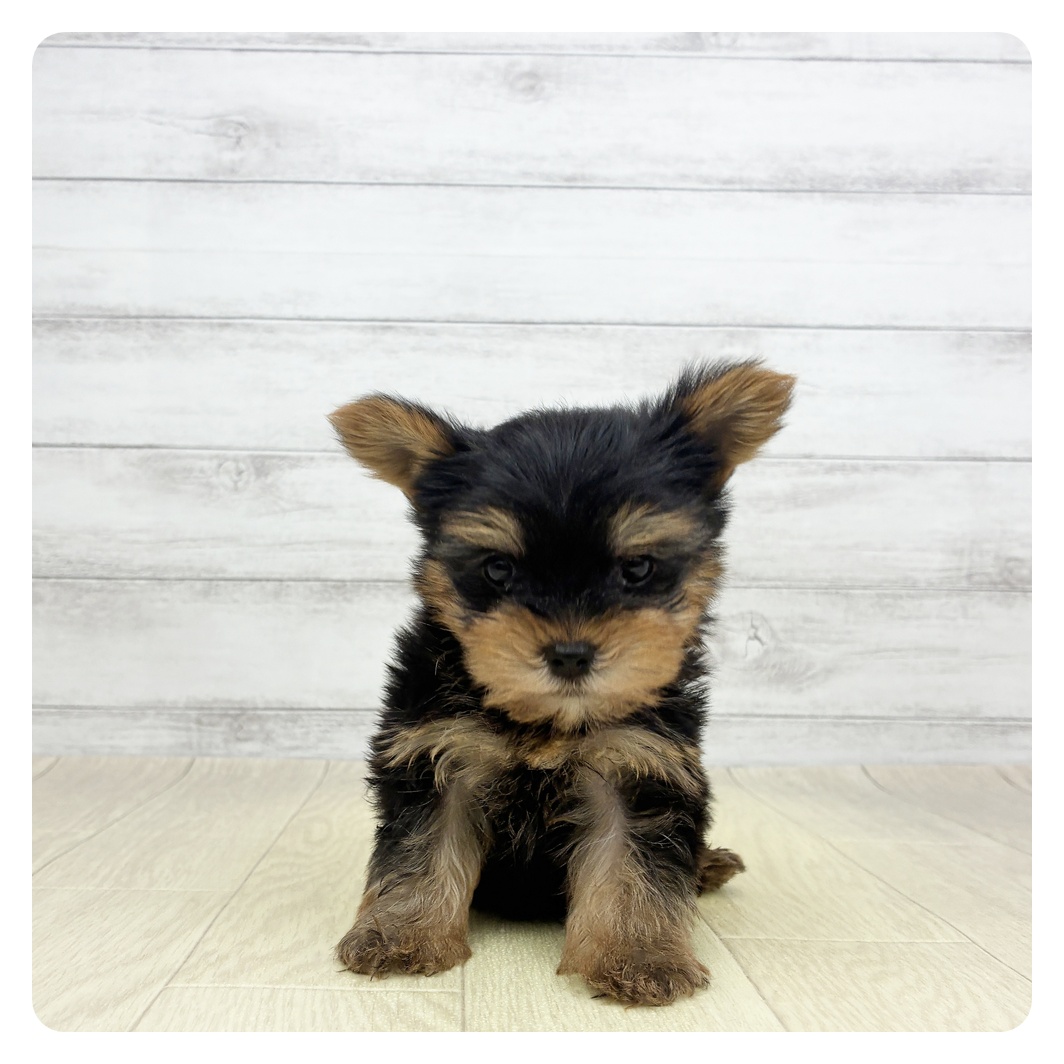 愛知県のヨークシャーテリア (犬の家＆猫の里名古屋天白店/2026年3月8日生まれ/男の子/スチールブルータン)の子犬の3枚目の画像