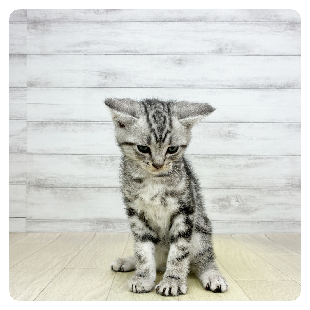 東京都のアメリカンショートヘアー (犬の家＆猫の里新宿店/2026年3月8日生まれ/男の子/シルバータビー)の子猫