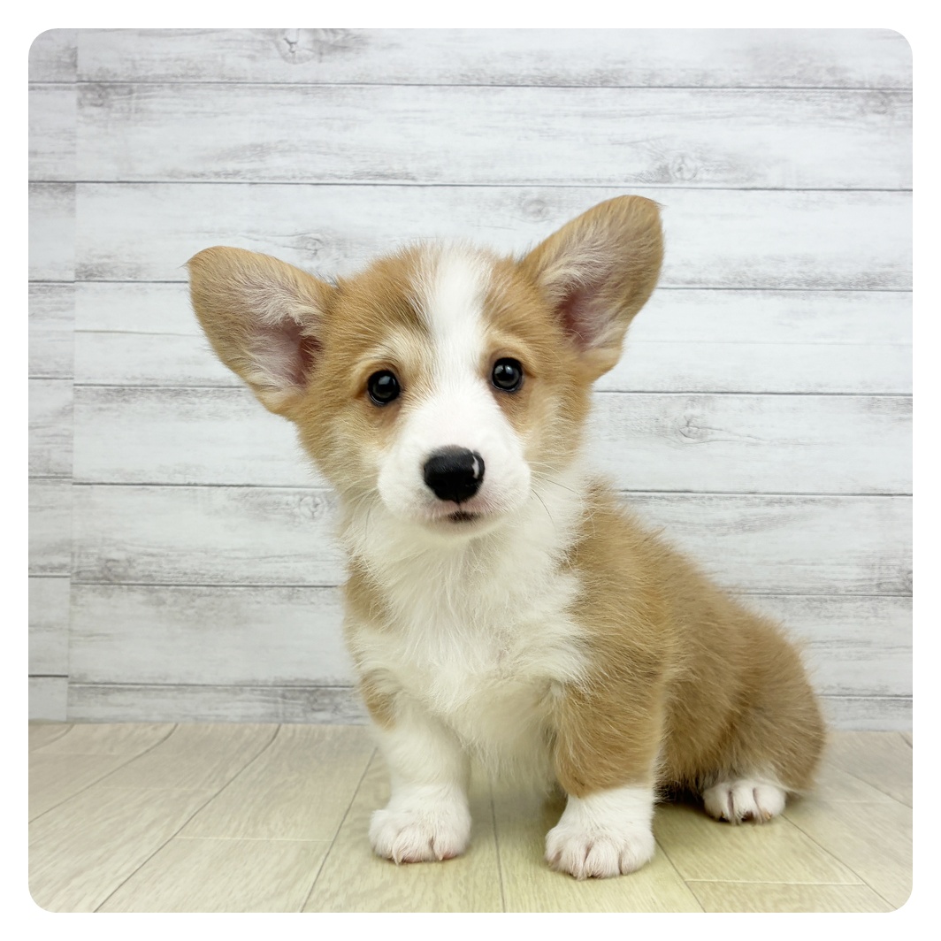 愛知県のウェルシュコーギーペンブローク (犬の家＆猫の里MiO香久山店/2026年3月5日生まれ/男の子/レッドホワイト)の子犬