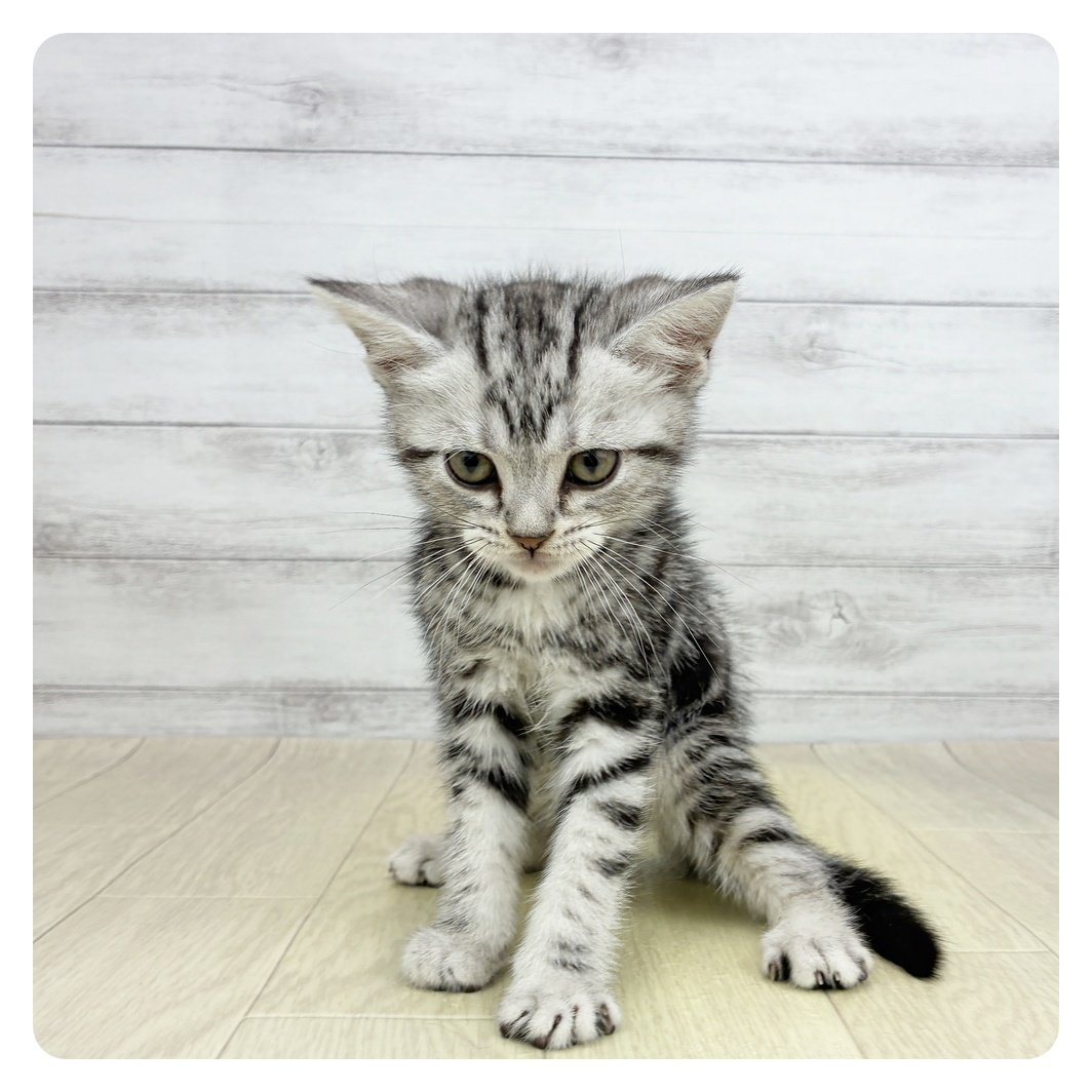 愛知県のアメリカンショートヘアー (犬の家＆猫の里春日井本店/2026年3月8日生まれ/男の子/シルバータビー)の子猫