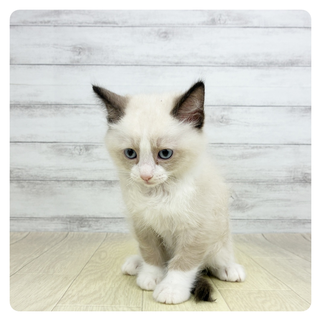 愛知県のラグドール (犬の家＆猫の里アミーゴ神の倉店/2026年3月8日生まれ/男の子/シールポイントバイカラー)の子猫
