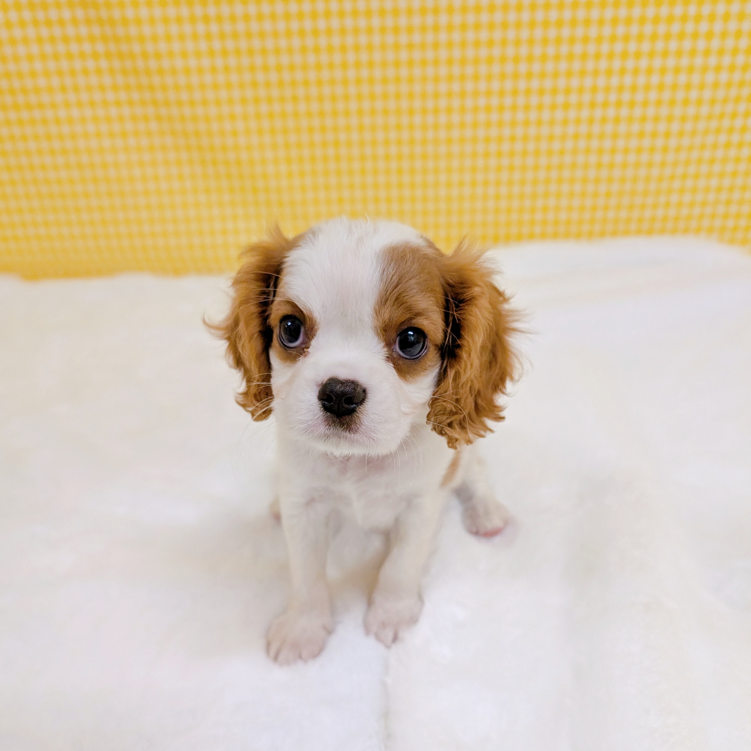 愛知県のキャバリアキングチャールズスパニエル (犬の家＆猫の里一宮店/2026年3月8日生まれ/女の子/ブレンハイム)の子犬の1枚目の画像