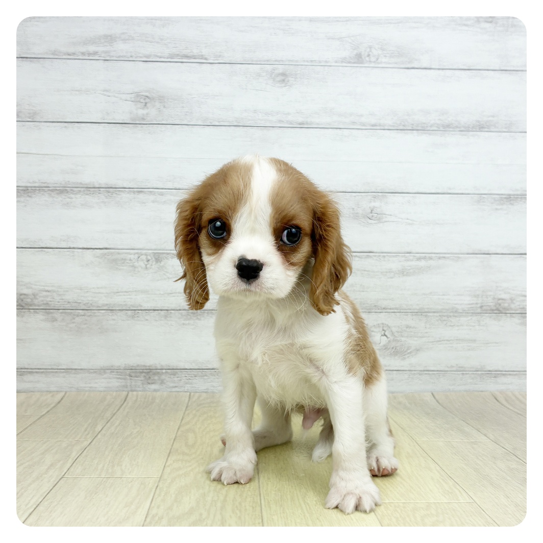 愛知県のキャバリアキングチャールズスパニエル (犬の家＆猫の里MEGAドン・キホーテ東海名和店/2026年3月8日生まれ/男の子/ブレンハイム)の子犬