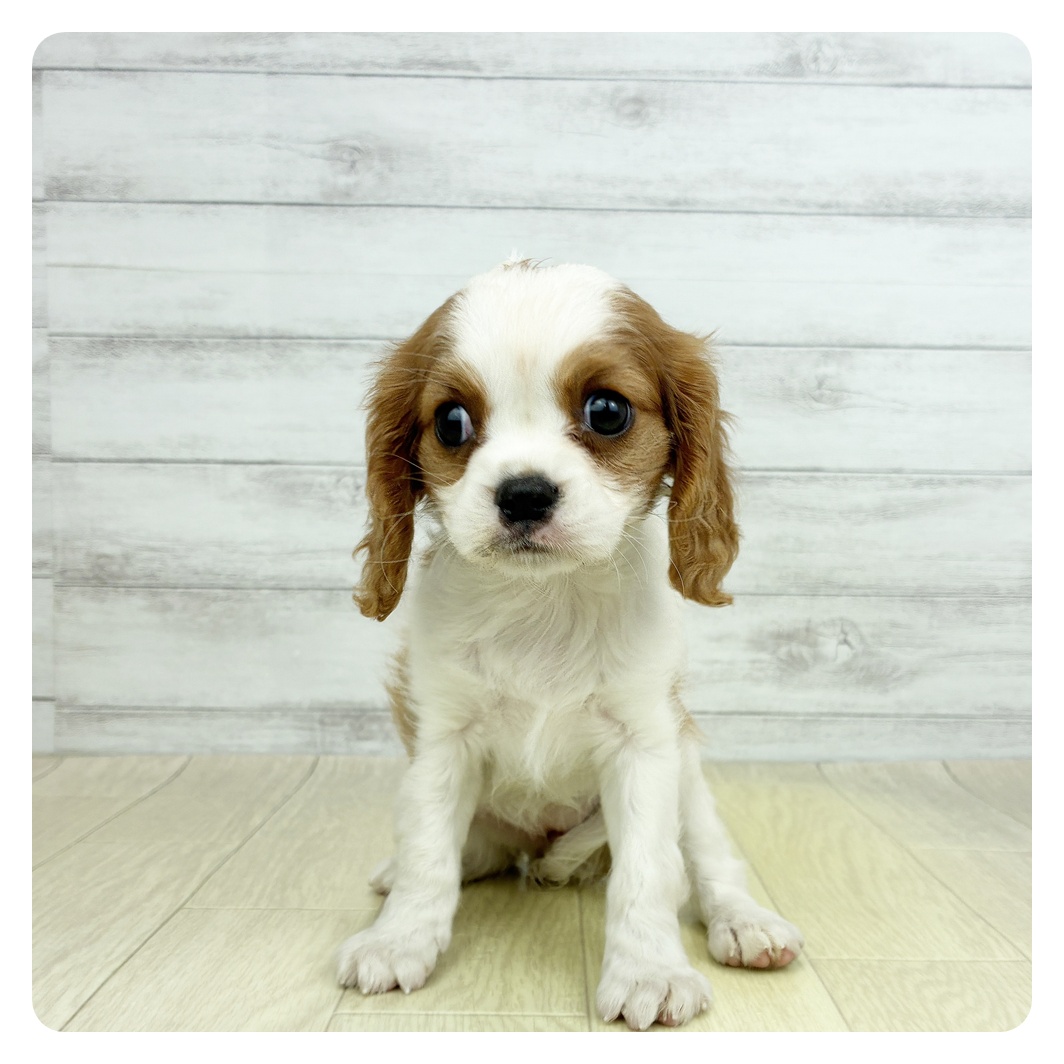 愛知県のキャバリアキングチャールズスパニエル (犬の家＆猫の里春日井本店/2026年3月7日生まれ/女の子/ブレンハイム)の子犬