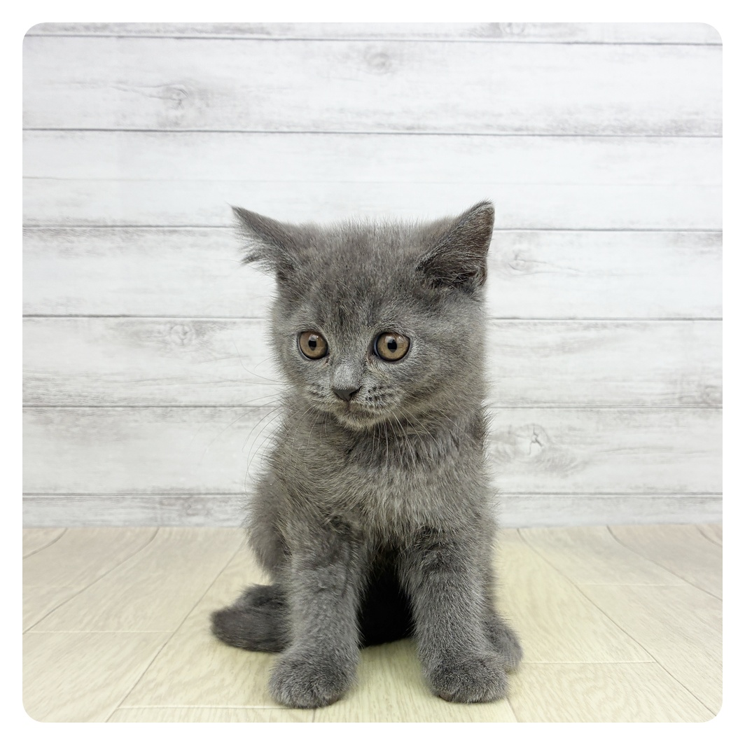 愛知県のブリティッシュショートヘアー (犬の家＆猫の里MEGAドン・キホーテ東海名和店/2026年3月5日生まれ/男の子/ブルー)の子猫の4枚目の画像