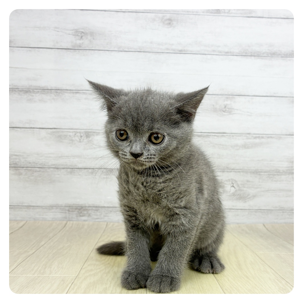 静岡県のブリティッシュショートヘアー (犬の家＆猫の里プレ葉ウォーク浜北店/2026年3月5日生まれ/女の子/ブルークリーム)の子猫