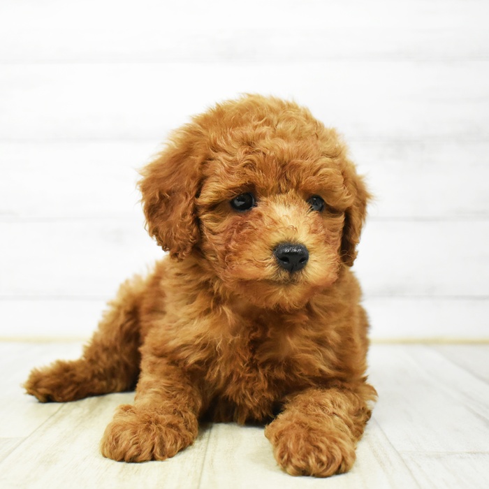静岡県のトイプードル(トイ) (犬の家＆猫の里アミーゴ浜松和田店/2026年3月9日生まれ/男の子/レッド)の子犬