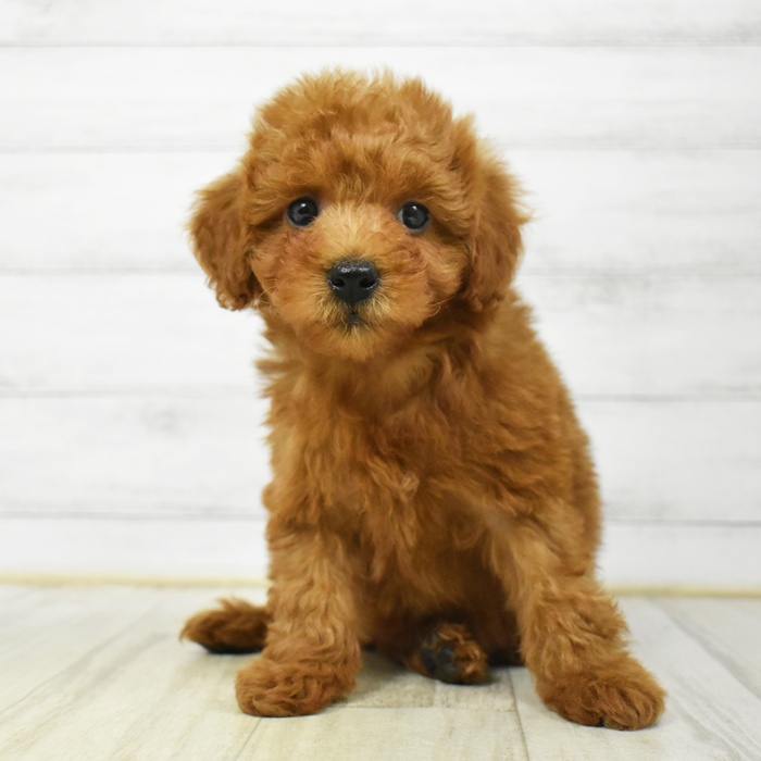 神奈川県のトイプードル(トイ) (犬の家＆猫の里小田原店/2026年3月9日生まれ/女の子/レッド)の子犬