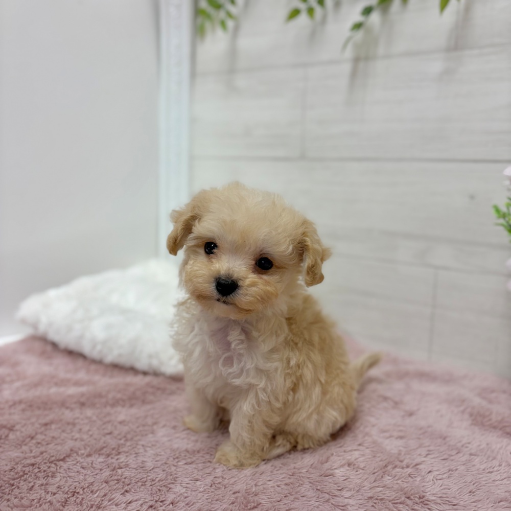 神奈川県のマルプー(マルチーズ×プードル) (犬の家＆猫の里相模原店/2026年3月9日生まれ/男の子/アプリコット)の子犬の1枚目の画像