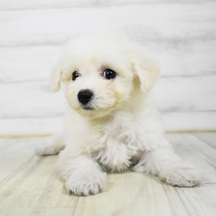 愛知県のビションフリーゼ (犬の家＆猫の里豊川インター店/2026年3月9日生まれ/女の子/ホワイト)の子犬の2枚目の画像