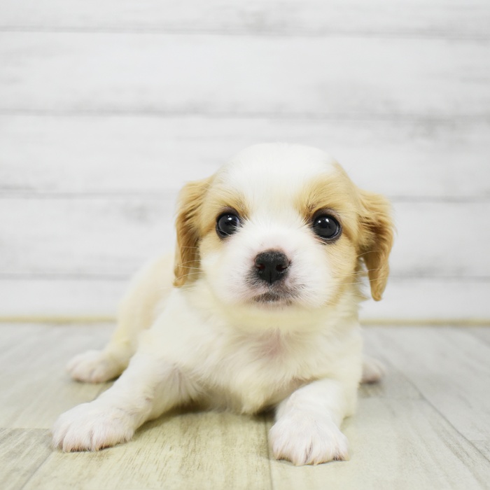 愛知県のハーフ犬・ミックス犬 (犬の家＆猫の里岡崎店/2026年3月8日生まれ/男の子/クリームホワイト)の子犬