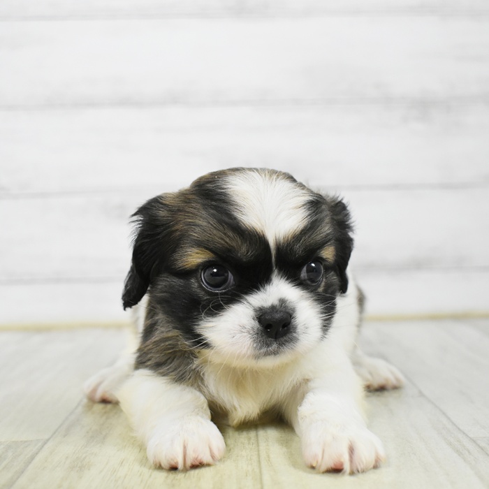 静岡県のハーフ犬・ミックス犬 (犬の家＆猫の里マークイズ静岡店/2026年3月8日生まれ/女の子/ゴールドホワイト)の子犬