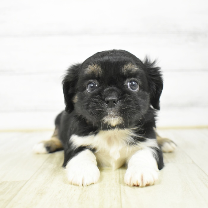 愛知県のハーフ犬・ミックス犬 (犬の家＆猫の里安城店/2026年3月8日生まれ/女の子/ブラックホワイト)の子犬