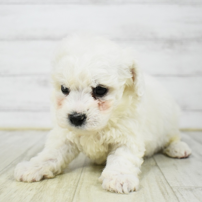 千葉県のビションフリーゼ (犬の家＆猫の里ワンズモール稲毛店/2026年3月9日生まれ/男の子/ホワイト)の子犬の2枚目の画像