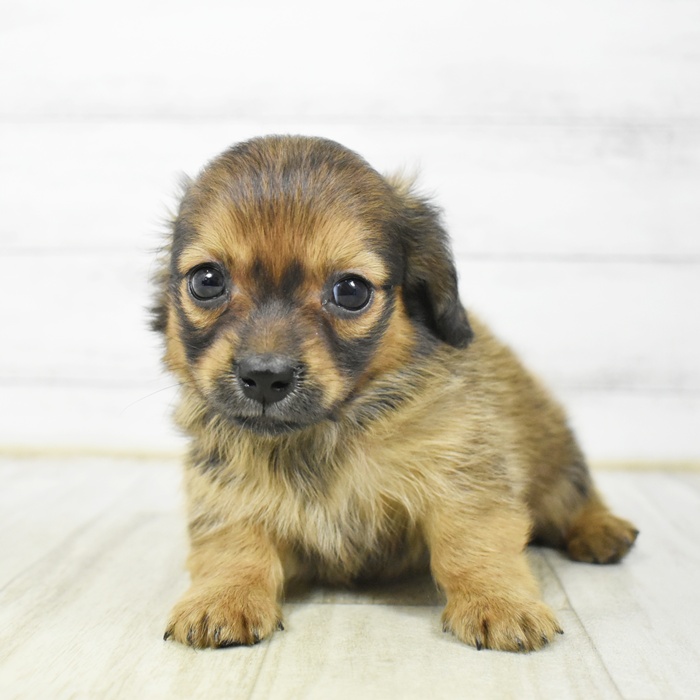 静岡県のチワックス(チワワ×ダックス) (犬の家＆猫の里MEGAドン・キホーテ袋井店/2026年3月7日生まれ/男の子/レッド)の子犬