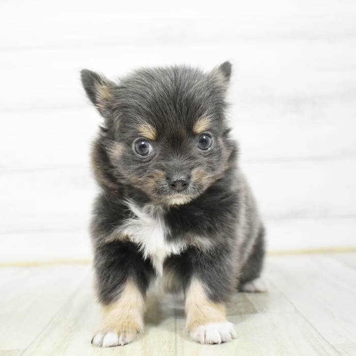 愛知県のチワワ(ロング) (犬の家＆猫の里エアポートウォーク店/2026年3月10日生まれ/男の子/ブルータンホワイト)の子犬の2枚目の画像